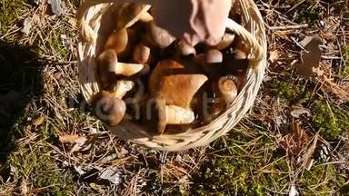 一只手拿起一篮子蘑菇.. 从上面看。
